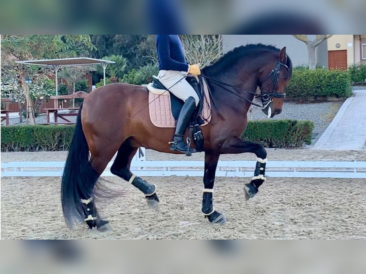 PRE Mix Hengst 12 Jahre 166 cm Rotbrauner in NAVAS DEL MADRONO