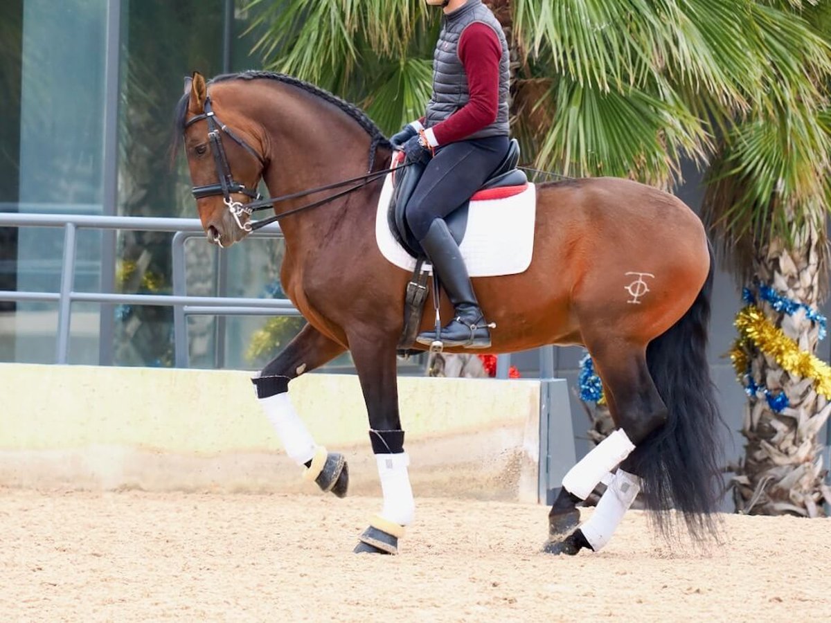 PRE Mix Hengst 12 Jahre 167 cm Brauner in Navas Del Madroño