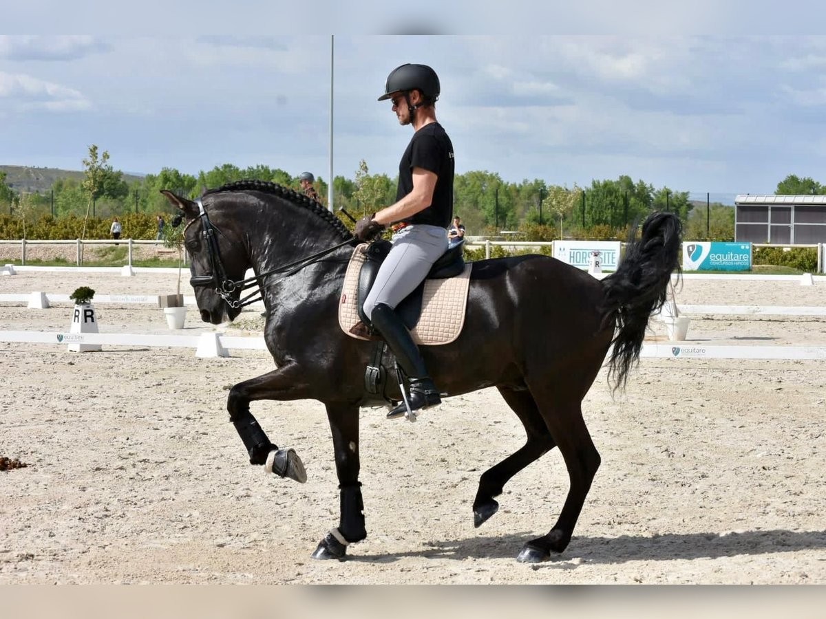 PRE Mix Hengst 12 Jahre 167 cm Rappe in Martfeld