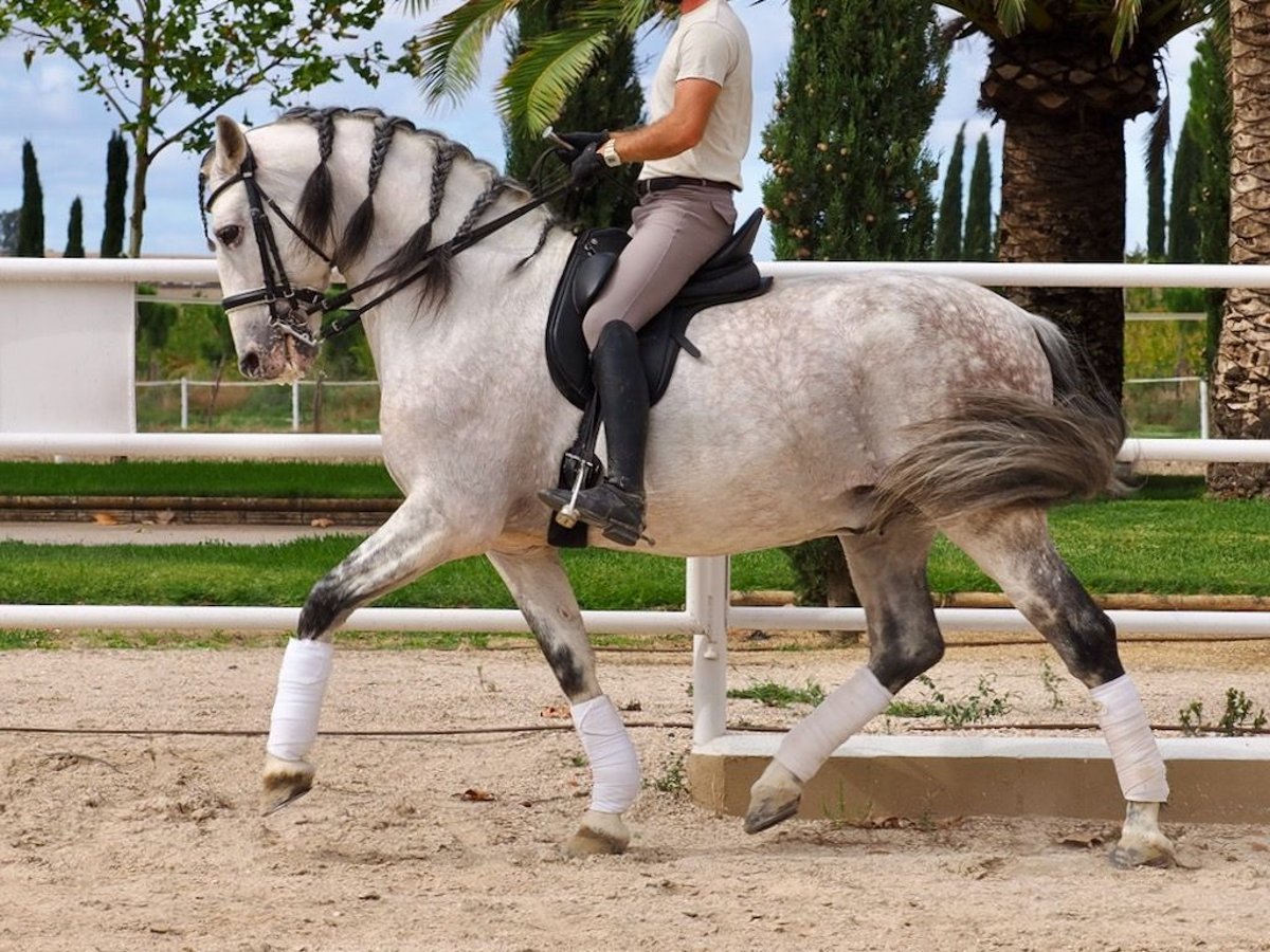 PRE Mix Hengst 12 Jahre 170 cm Schimmel in Navas Del Madroño PRE Mix Hengst 12 Jahre 170 cm Schimmel in Navas Del Madroño