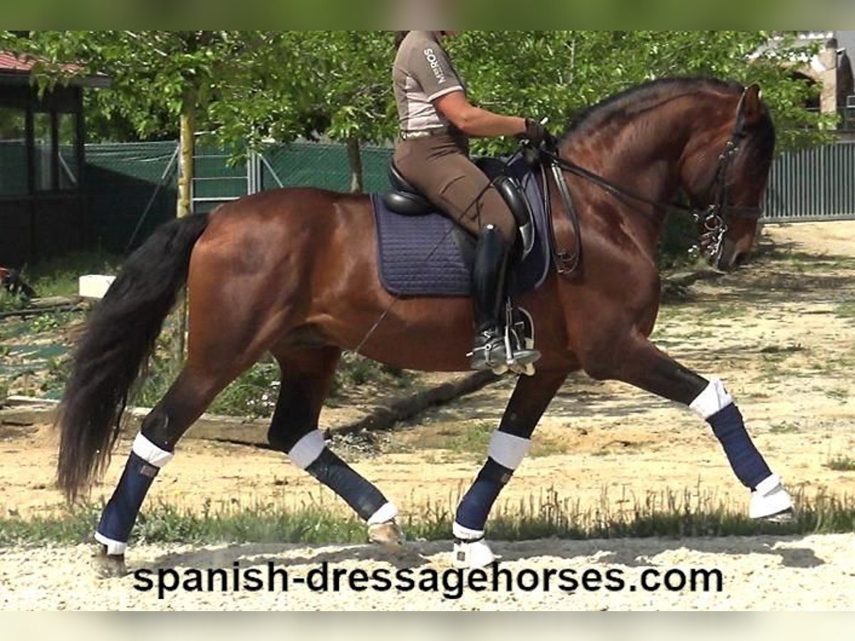 PRE Mix Hengst 12 Jahre 173 cm Brauner in Barcelona
