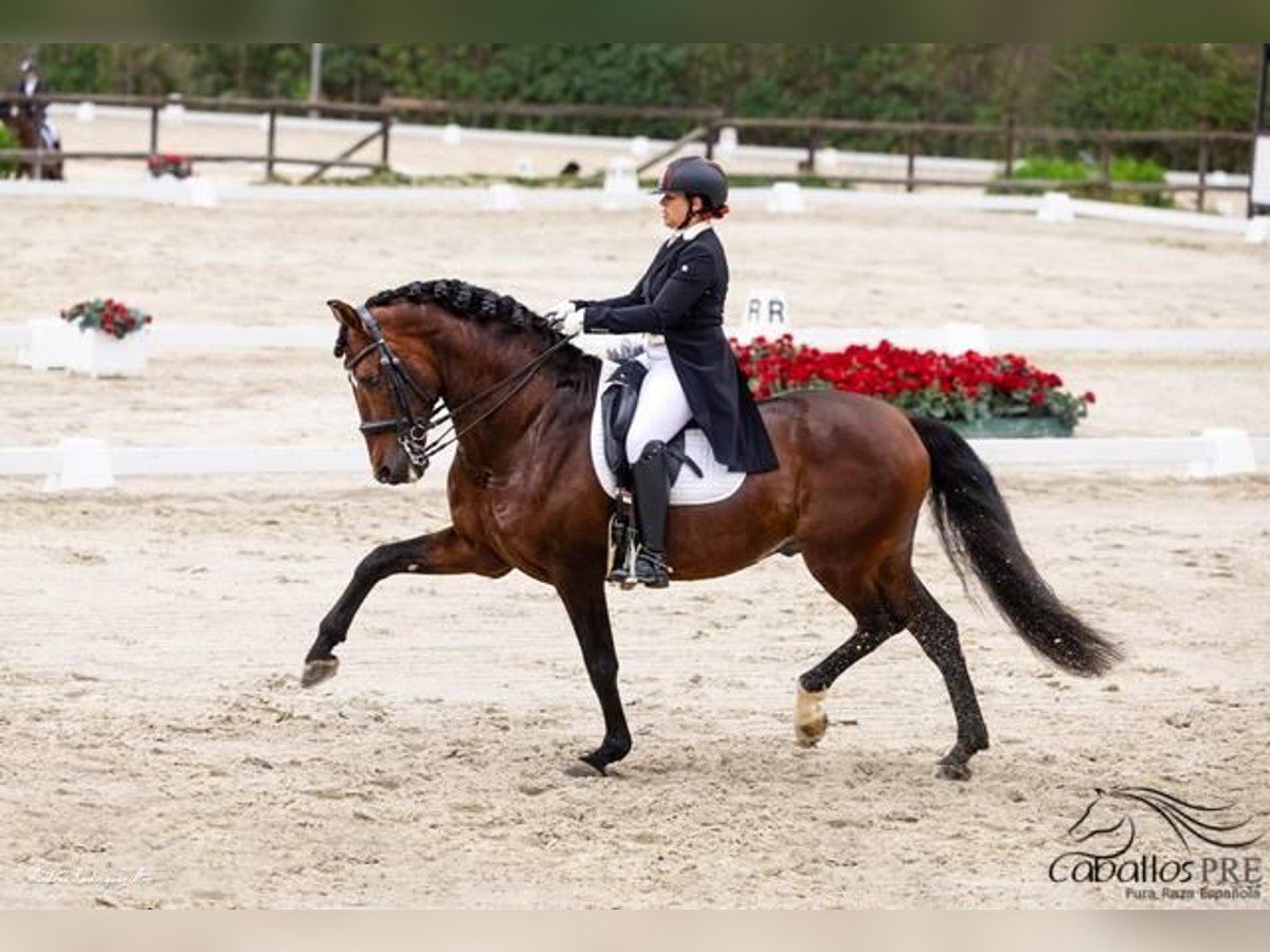 PRE Hengst 12 Jahre 173 cm Brauner in Barcelona