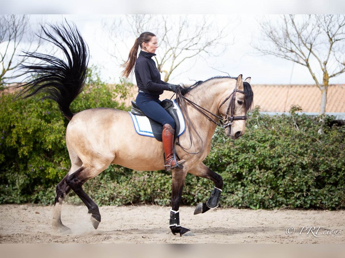 PRE Mix Hengst 13 Jaar 160 cm Falbe in SEVILLA