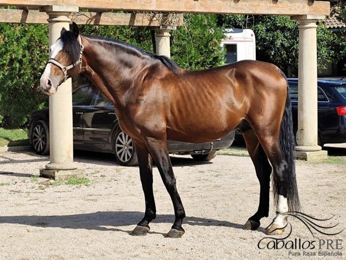 PRE Hengst 13 Jaar 168 cm Bruin in Palma de Mallorca