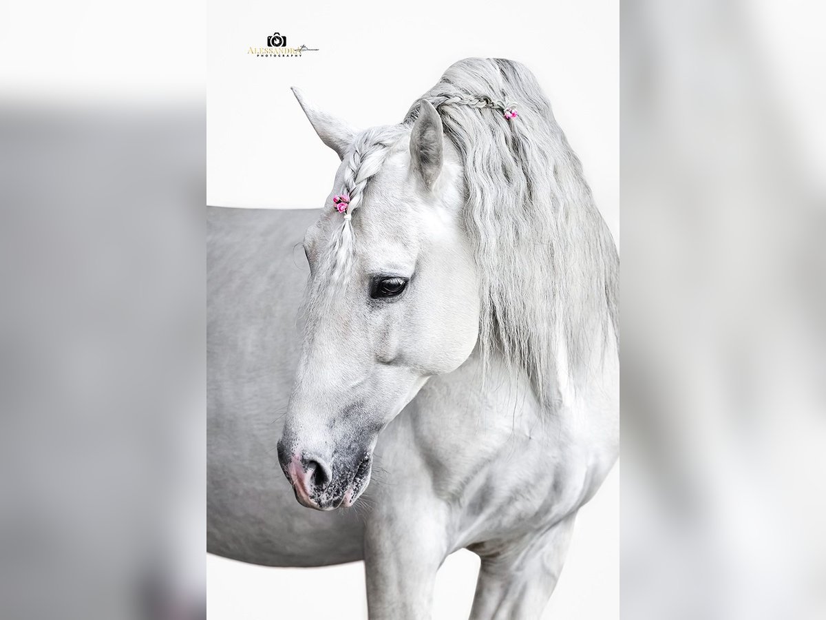 PRE Hengst 13 Jahre 164 cm Schimmel in Zolling