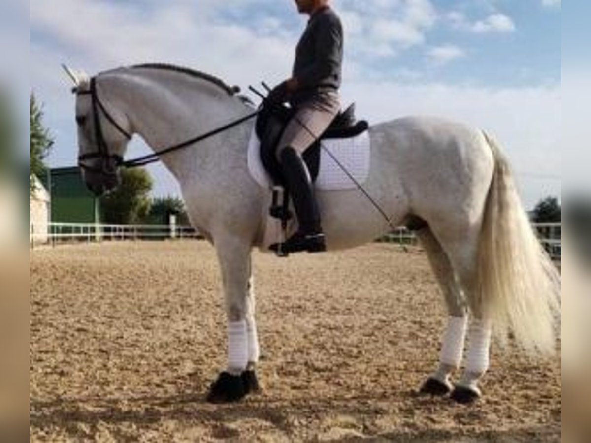 PRE Mix Hengst 13 Jahre 164 cm Schimmel in MADRID