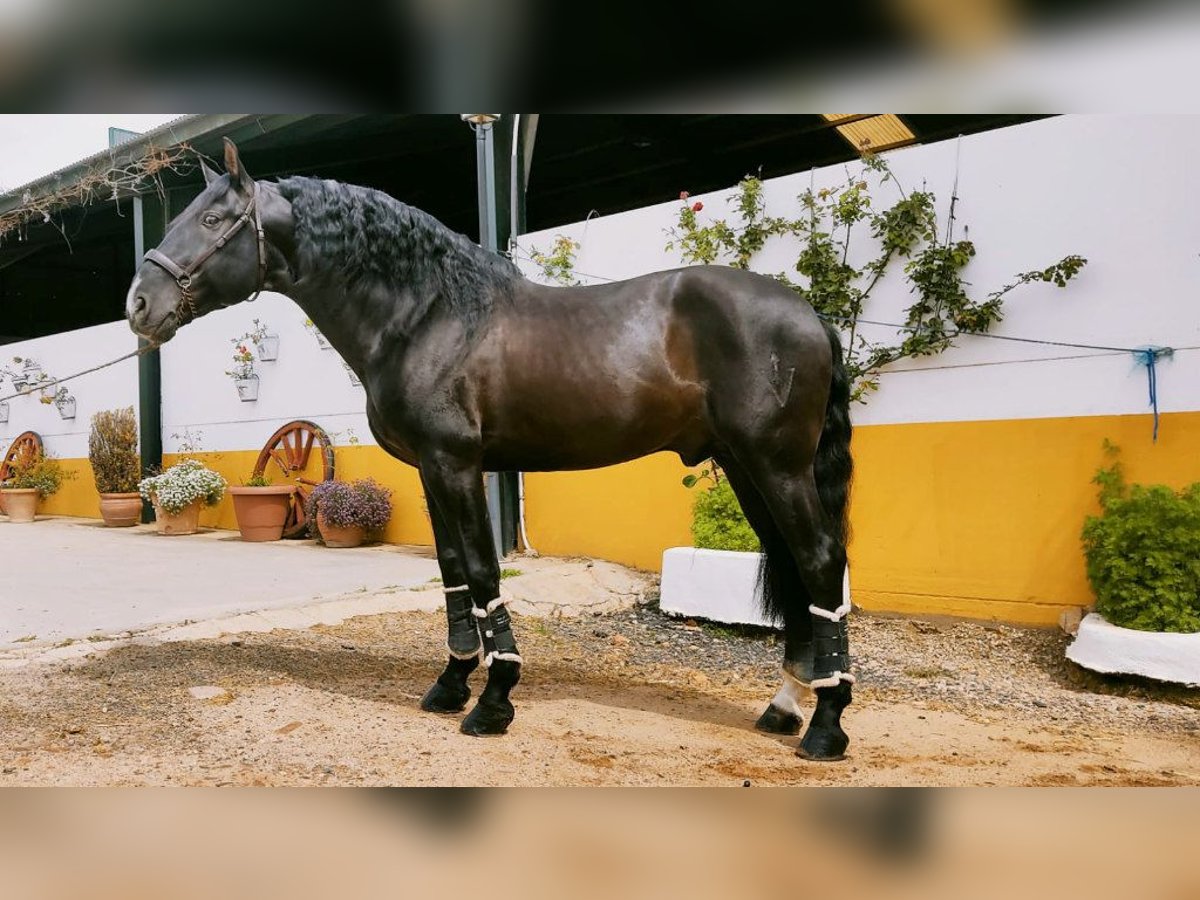 PRE Mix Hengst 13 Jahre 168 cm Rappe in NAVAS DEL MADRONO