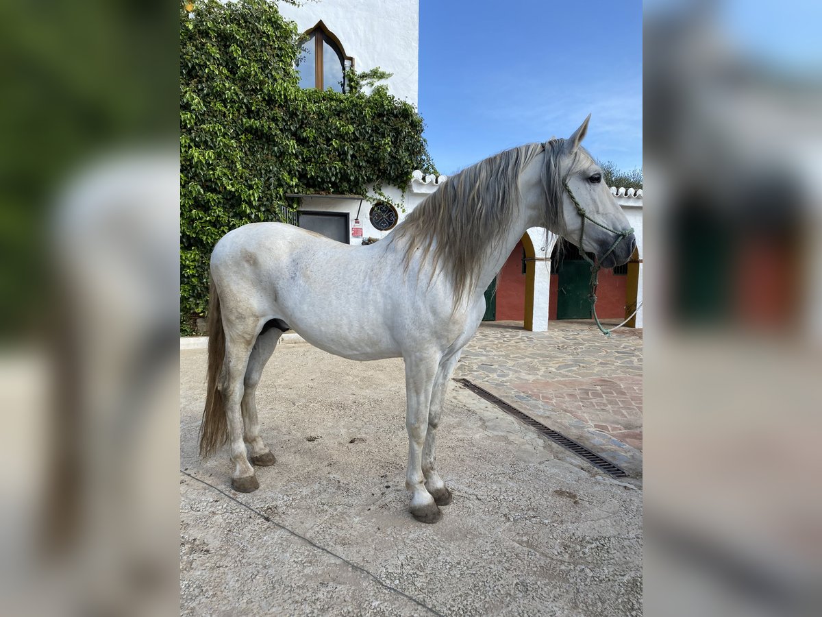 PRE Hengst 13 Jahre 172 cm Schimmel in Alcala Del Valle