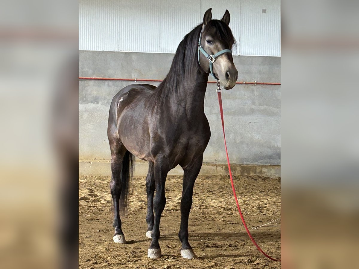 PRE Hengst 14 Jaar 159 cm Falbe in Huescar