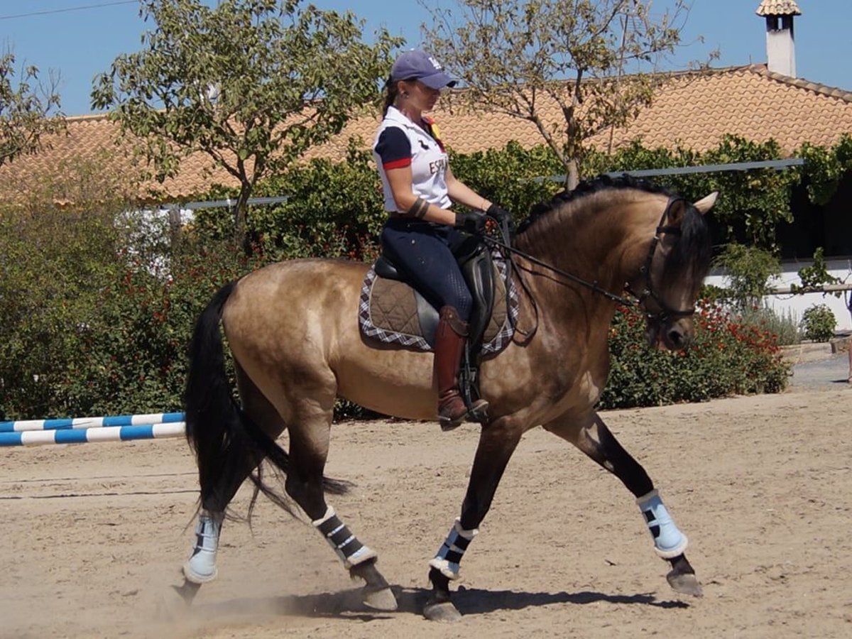 PRE Mix Hengst 14 Jaar 161 cm Falbe in Sacramento