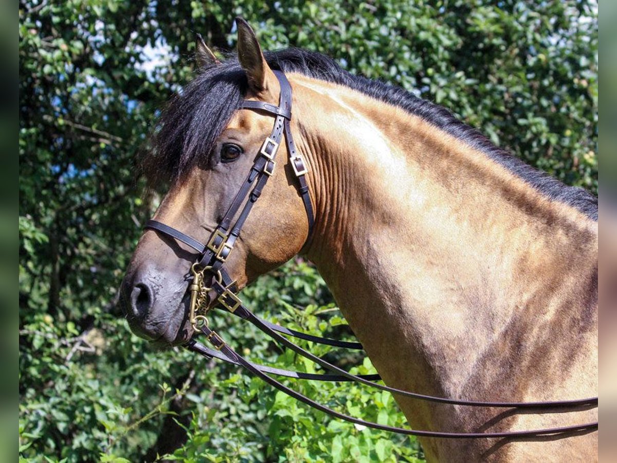 PRE Mix Hengst 14 Jahre 160 cm Buckskin in Bad Feilnbach