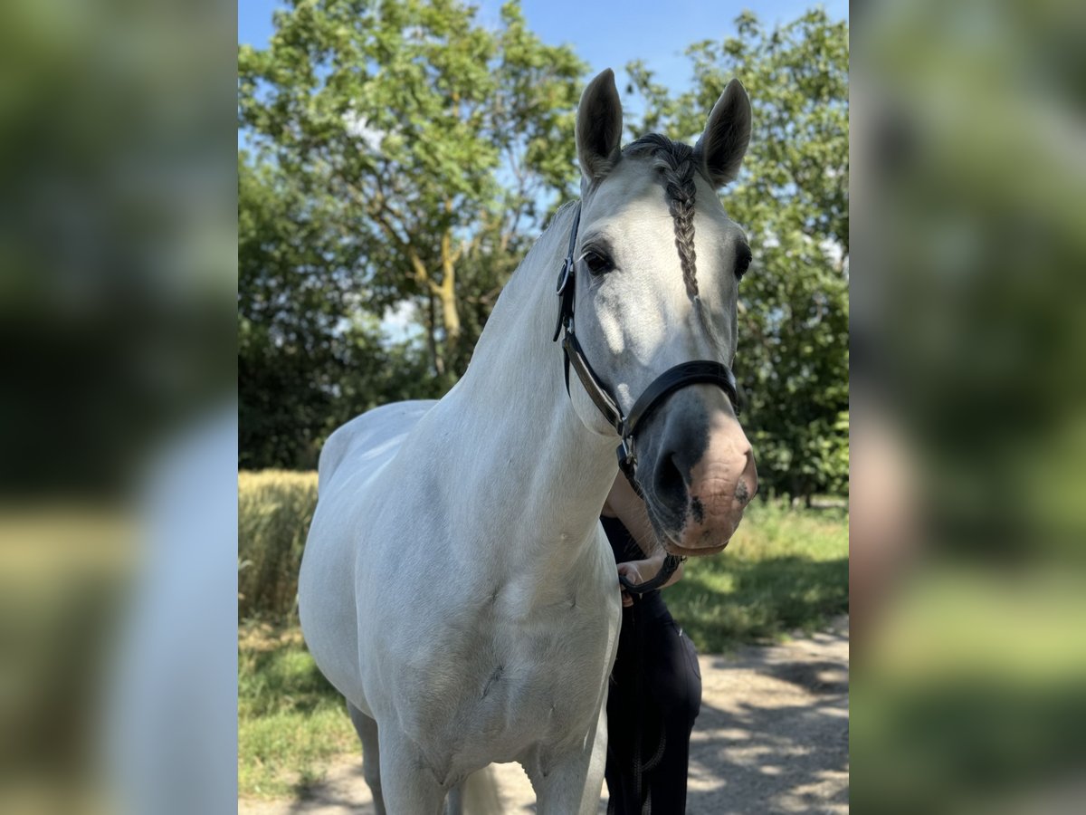 PRE Hengst 14 Jahre 166 cm Schimmel in Groß Enzersdorf