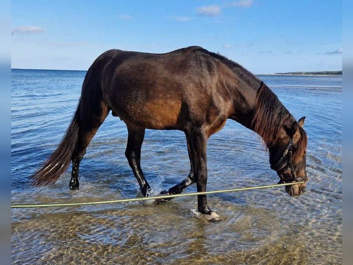 PRE Mix Hengst 15 Jaar 158 cm Donkerbruin in Lubmin