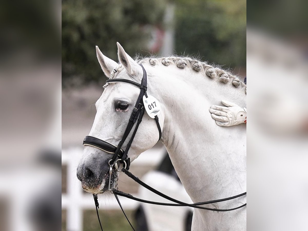 PRE Hengst 15 Jaar 160 cm Schimmel in Talavera De La Reina