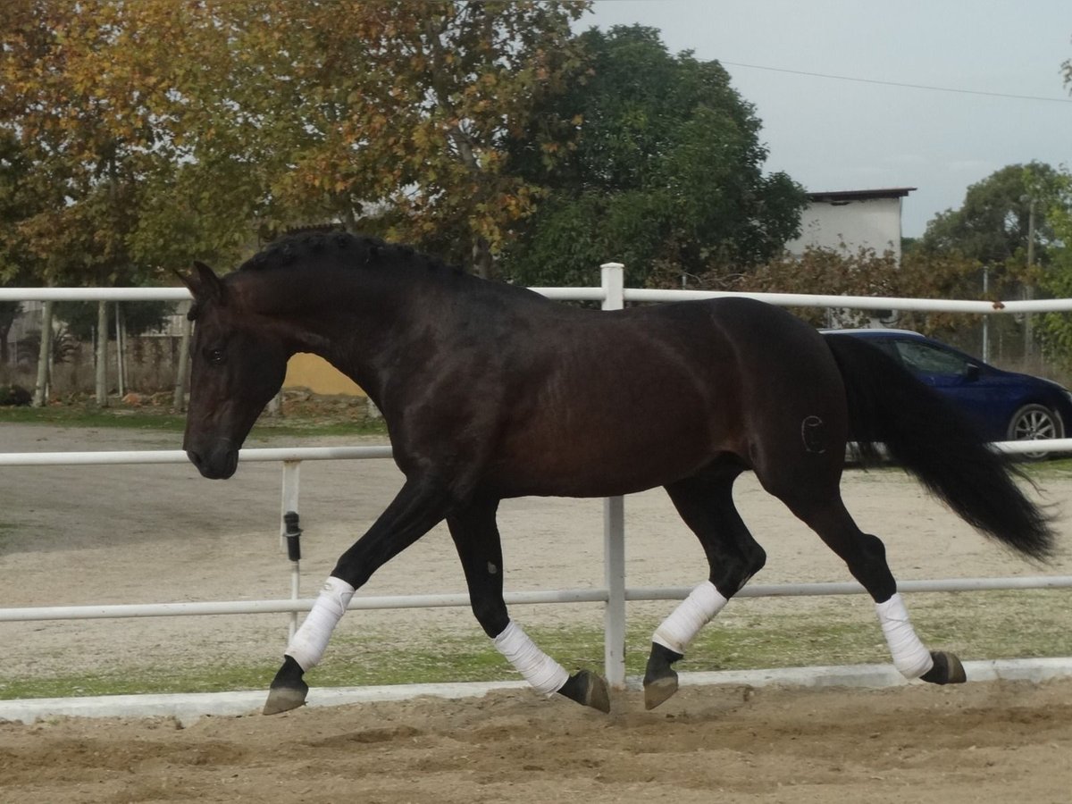 PRE Hengst 15 Jahre 170 cm Dunkelbrauner in Cubas De La Sagra