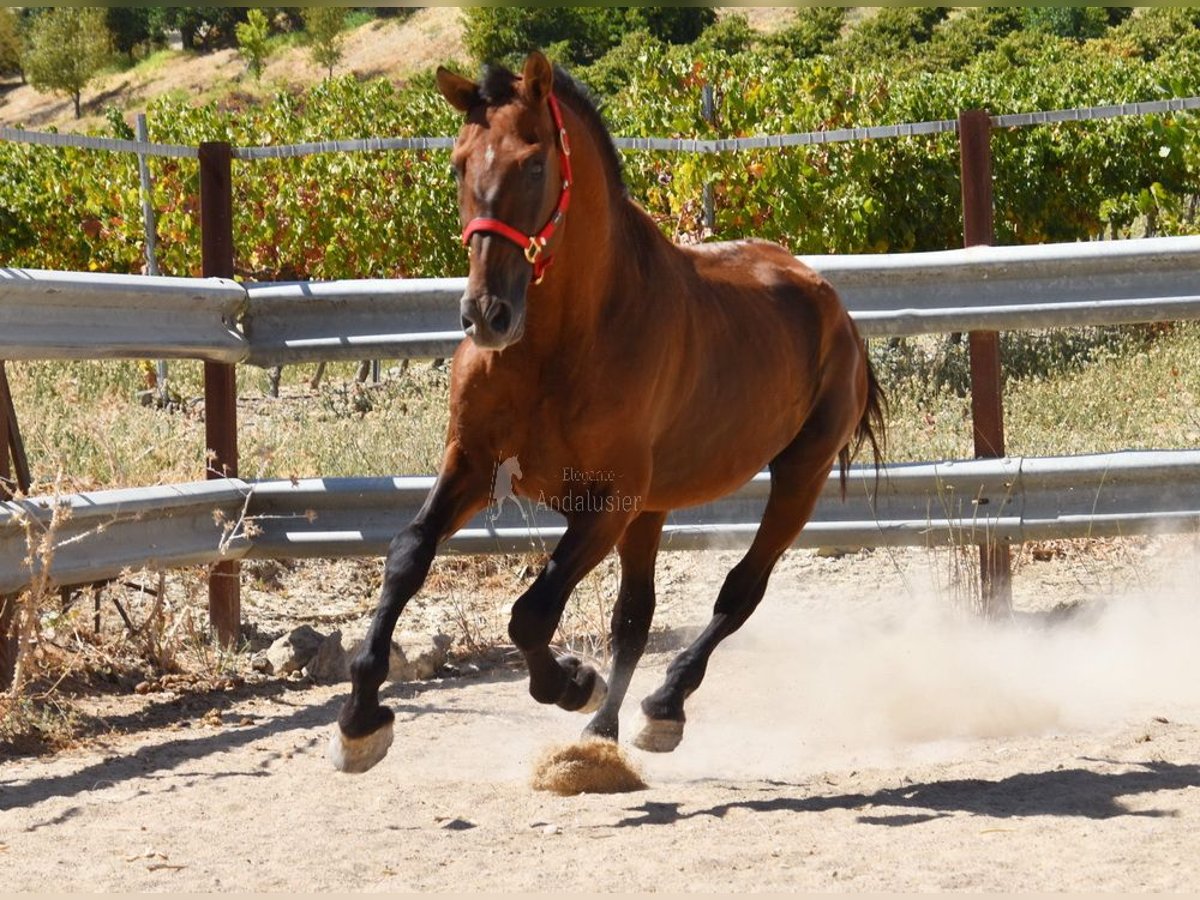 PRE Hengst 17 Jaar 165 cm Bruin in Provinz Cordoba
