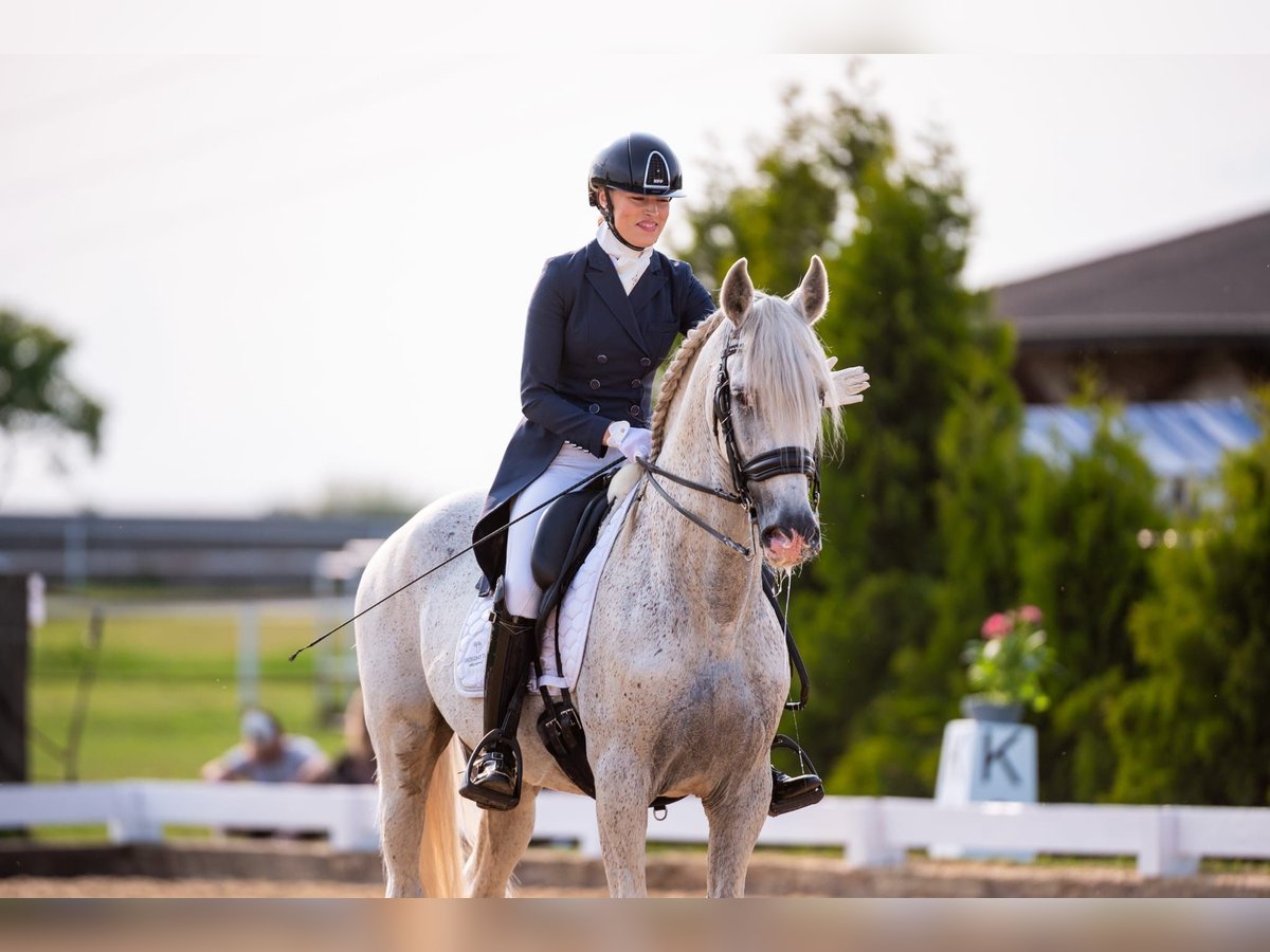 PRE Mix Hengst 18 Jaar 162 cm Schimmel in Krusze