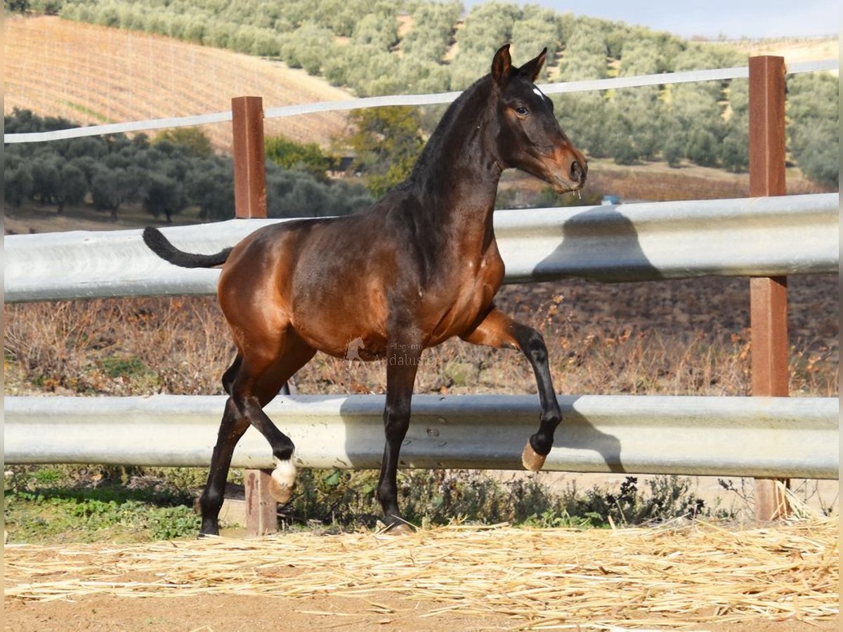 PRE Hengst 1 Jaar 140 cm Bruin in Provinz Malaga