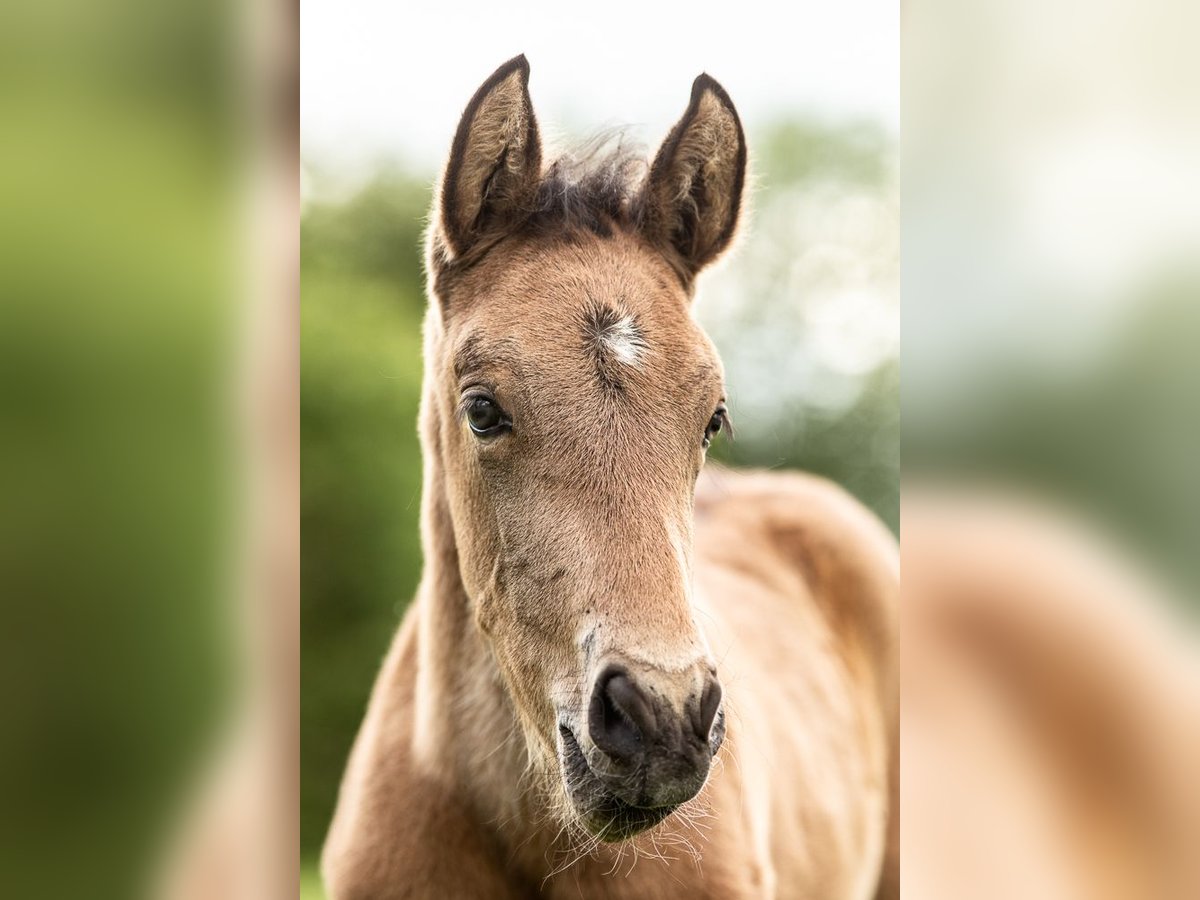 PRE Hengst 1 Jaar 140 cm Buckskin in Feuchtwangen