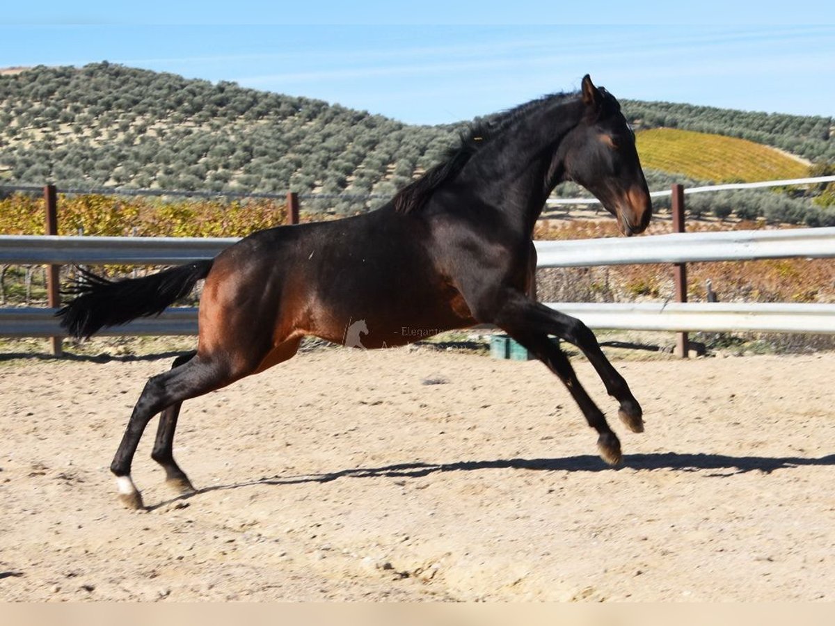 PRE Mix Hengst 1 Jaar 151 cm Donkerbruin in Provinz Malaga