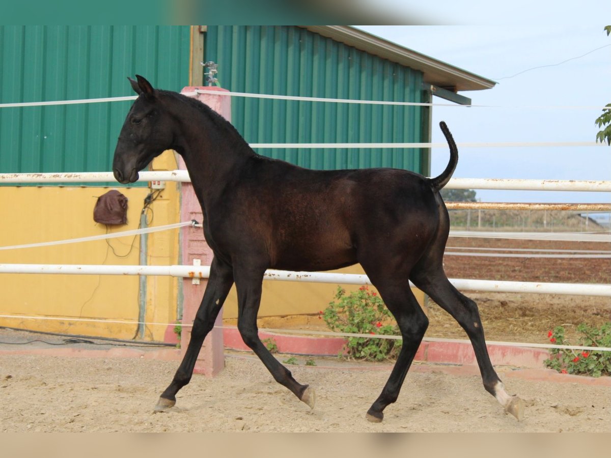 PRE Hengst 1 Jaar 154 cm in Los Rosales