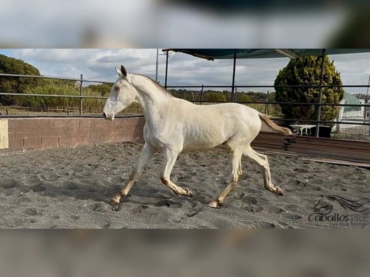 PRE Mix Hengst 1 Jaar 155 cm Perlino in Barcelona