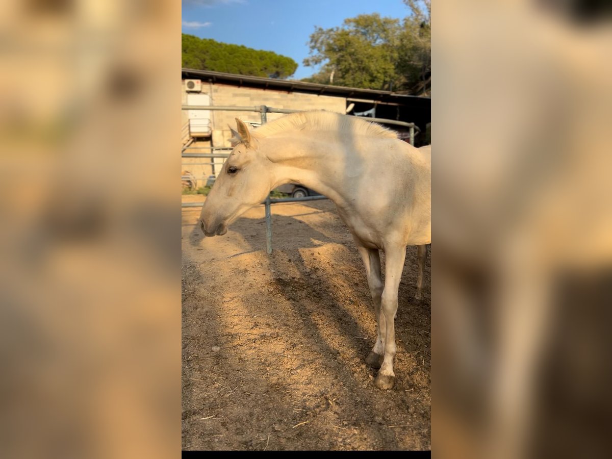 PRE Mix Hengst 1 Jaar 157 cm Palomino in Polinya