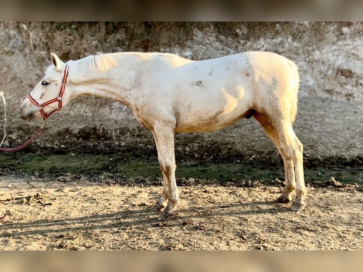 PRE Hengst 1 Jaar 157 cm Palomino in Polinya