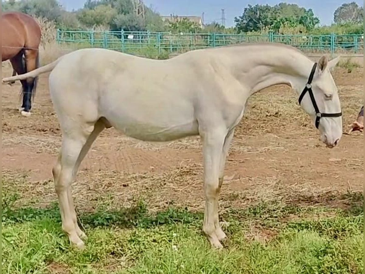 PRE Hengst 1 Jaar 157 cm Perlino in Polinya