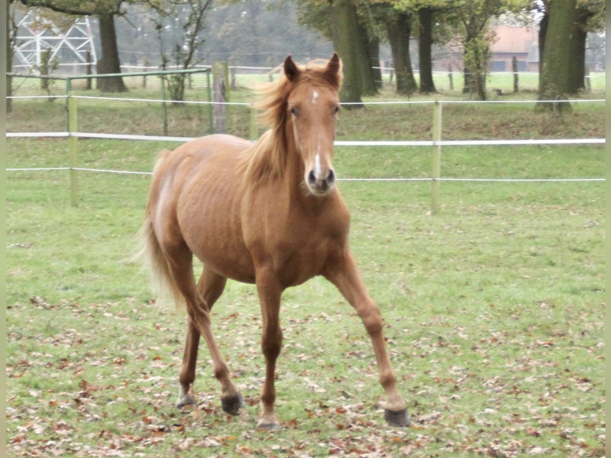 PRE Mix Hengst 1 Jaar 157 cm Vos in Steyerberg