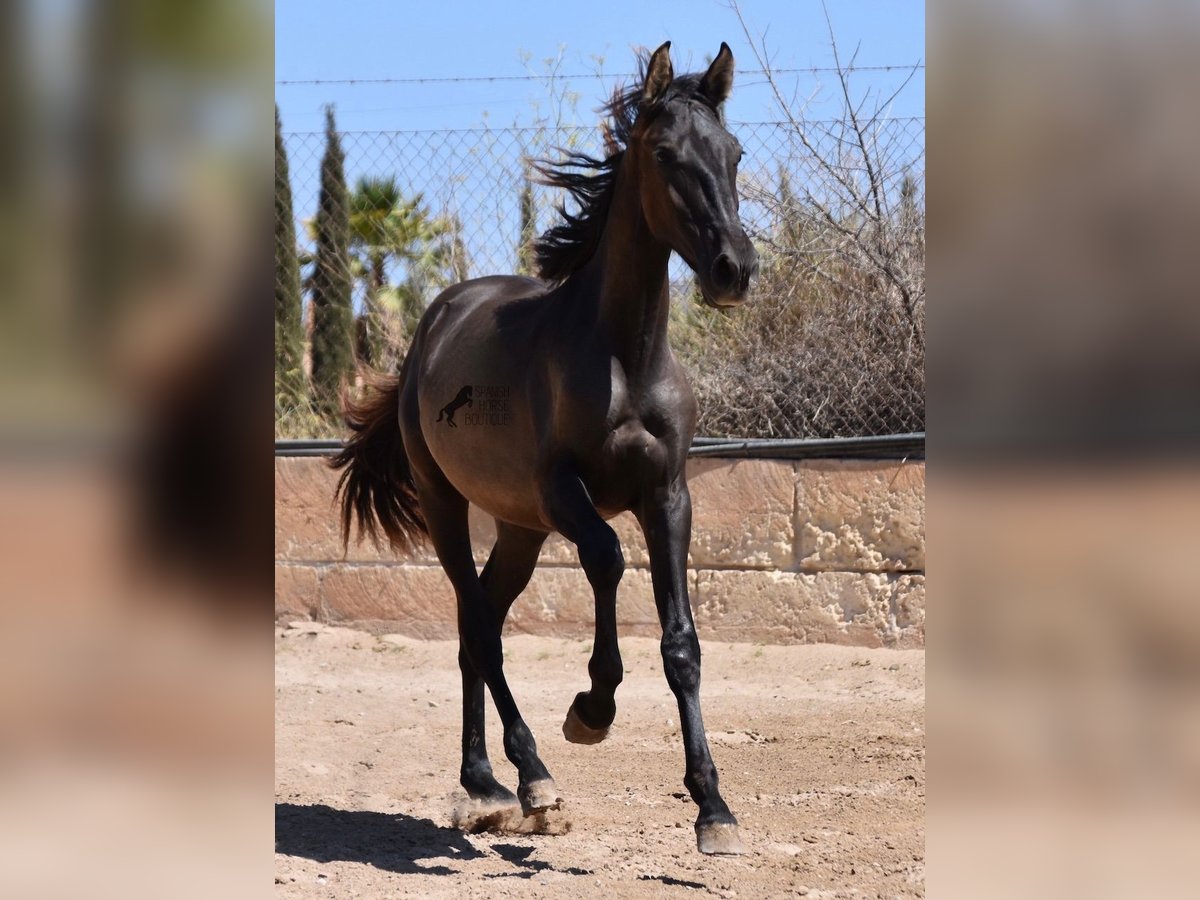 PRE Hengst 1 Jaar 158 cm Zwart in Mallorca