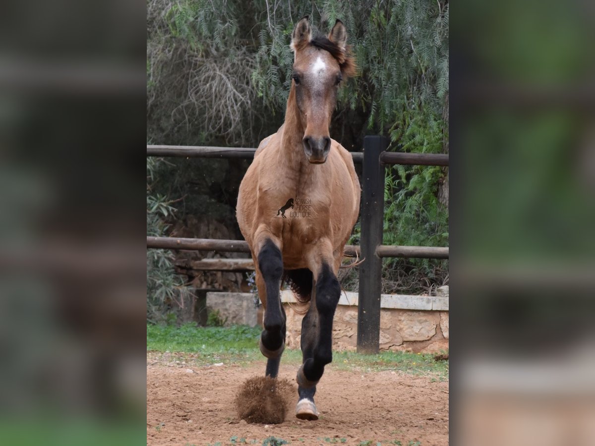 PRE Hengst 1 Jaar 160 cm Schimmel in Mallorca