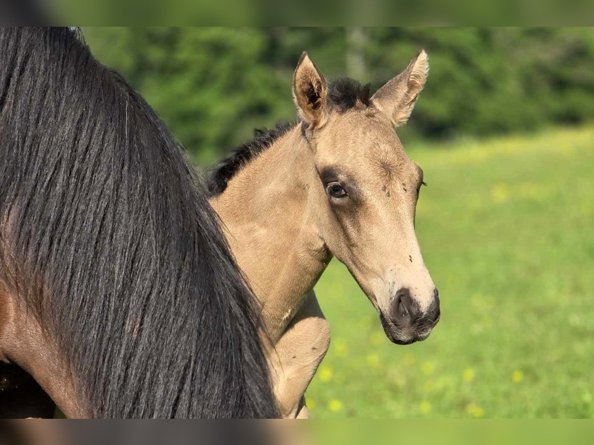 PRE Hengst 1 Jaar 162 cm Falbe in Waldhölzbach