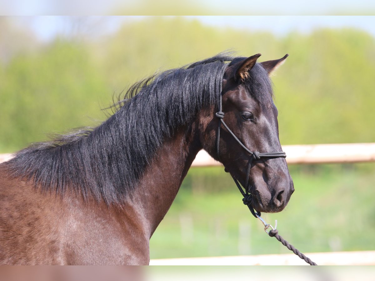 PRE Hengst 1 Jaar 162 cm Zwart in Postfeld