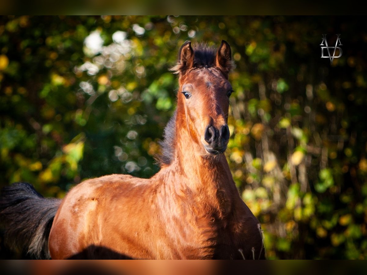 PRE Mix Hengst 1 Jaar 164 cm Bruin in La Vespi&#xE8;re-Friardel