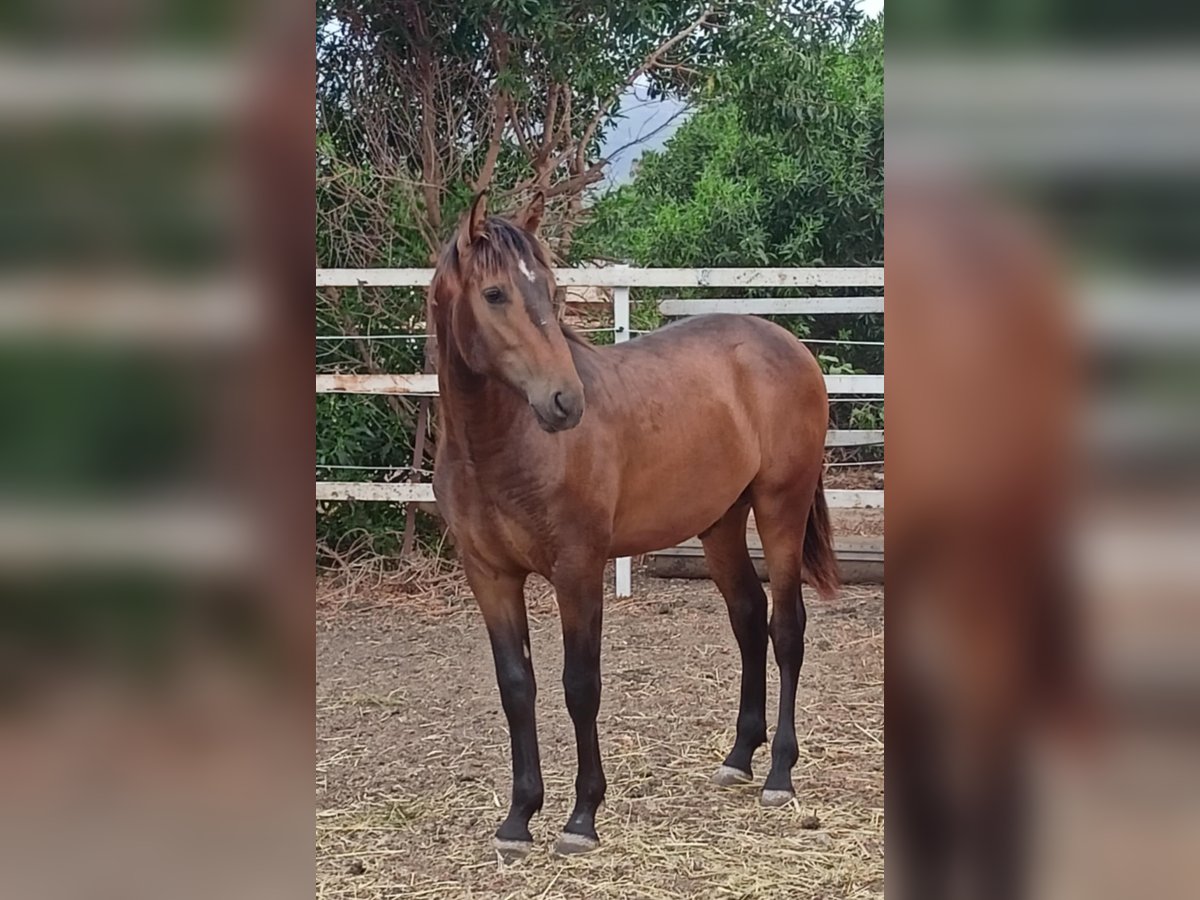 PRE Mix Hengst 1 Jaar 165 cm Buckskin in Tarifa