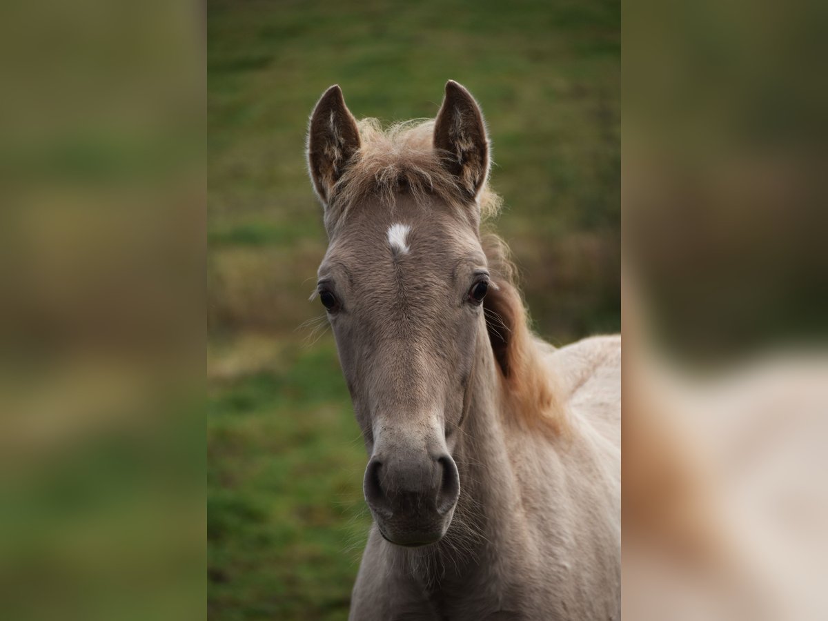 PRE Hengst 1 Jaar 165 cm Pearl in Dochamps