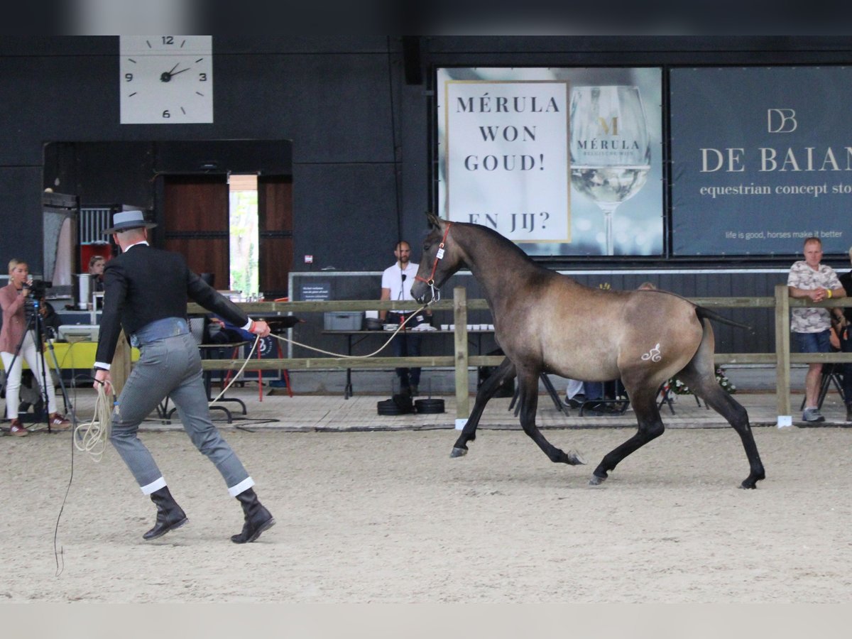 PRE Hengst 1 Jaar 165 cm Schimmel in Alveringem