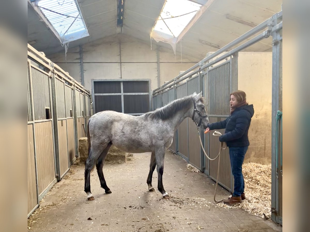 PRE Hengst 1 Jaar 165 cm Schimmel in Leest