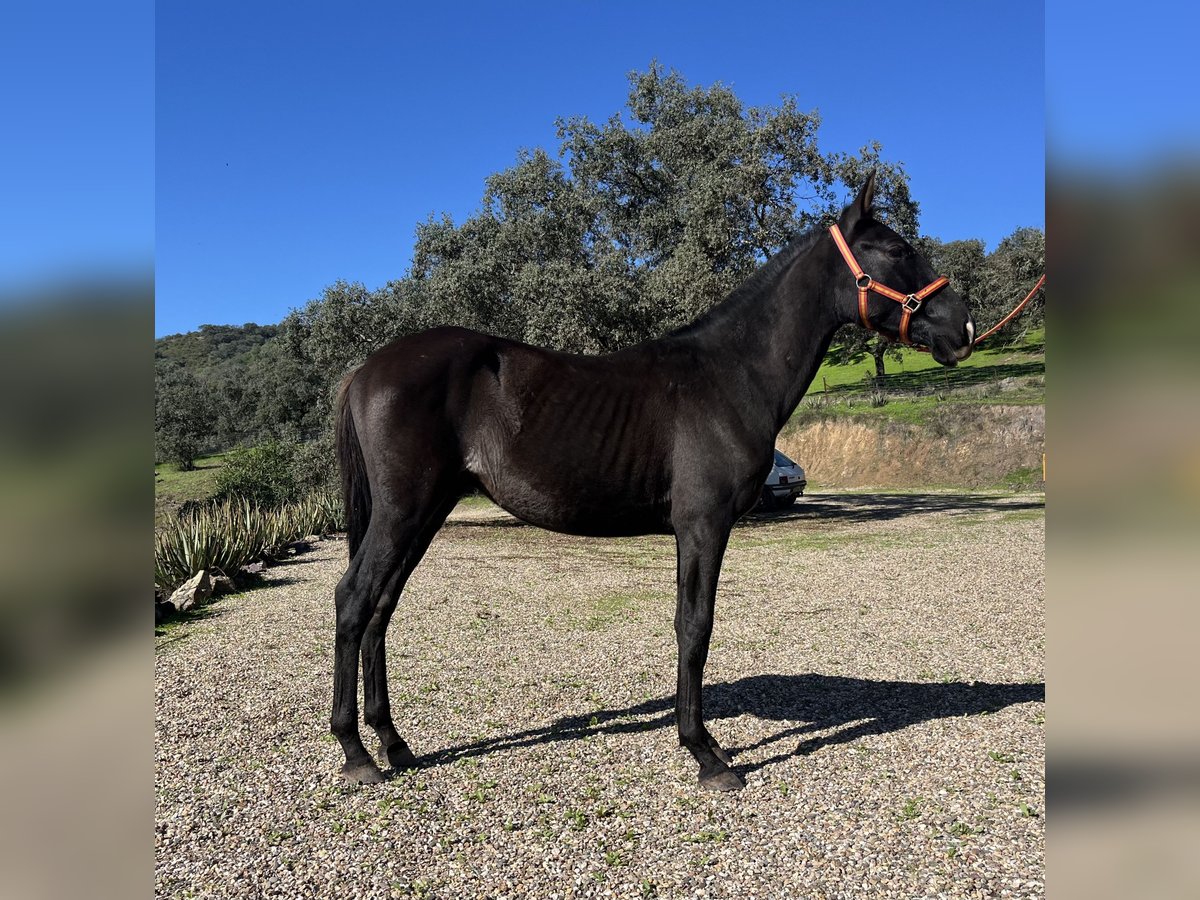 PRE Hengst 1 Jaar 165 cm Zwart in Posadas