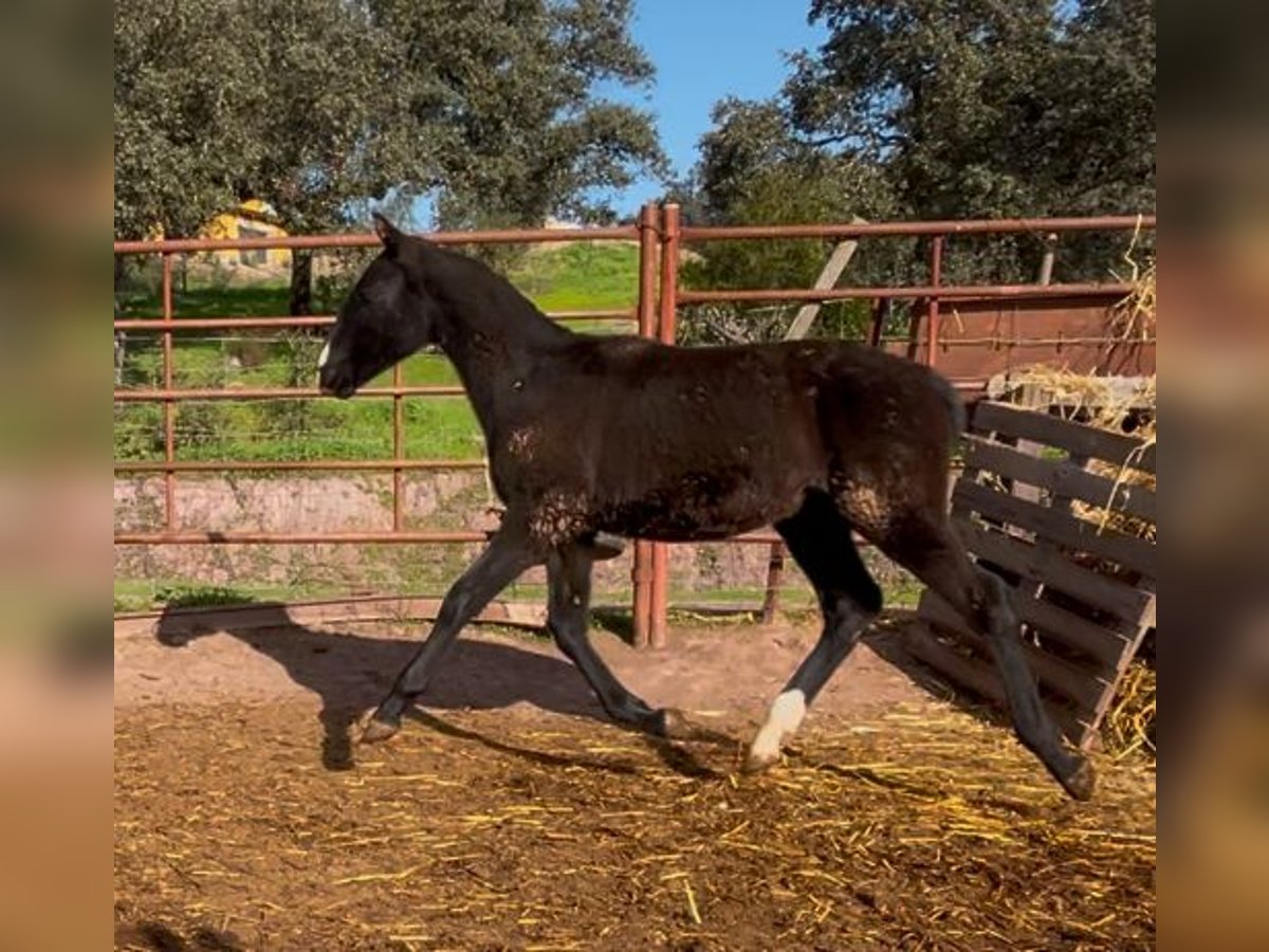 PRE Hengst 1 Jaar 165 cm Zwart in Posadas