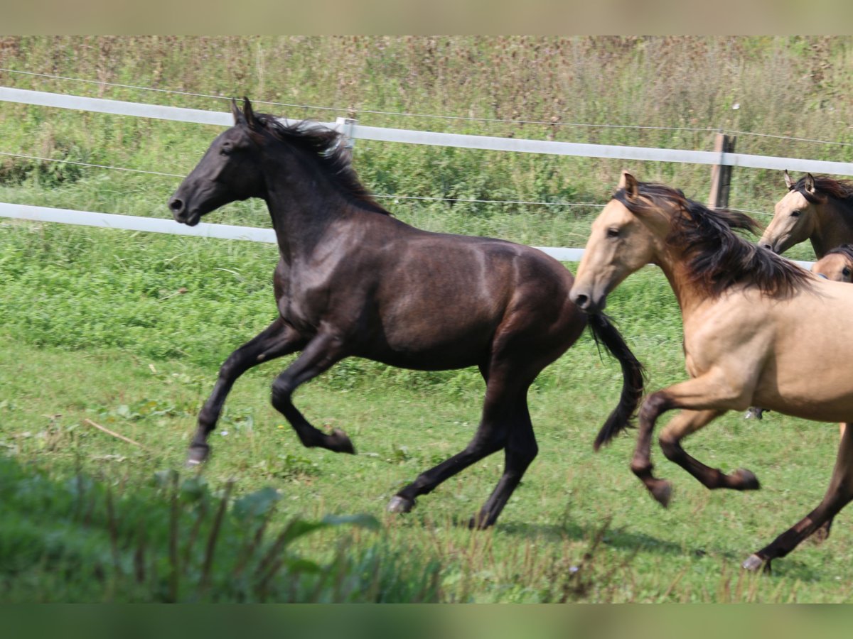 PRE Mix Hengst 1 Jaar 165 cm Zwartschimmel in Bibertal