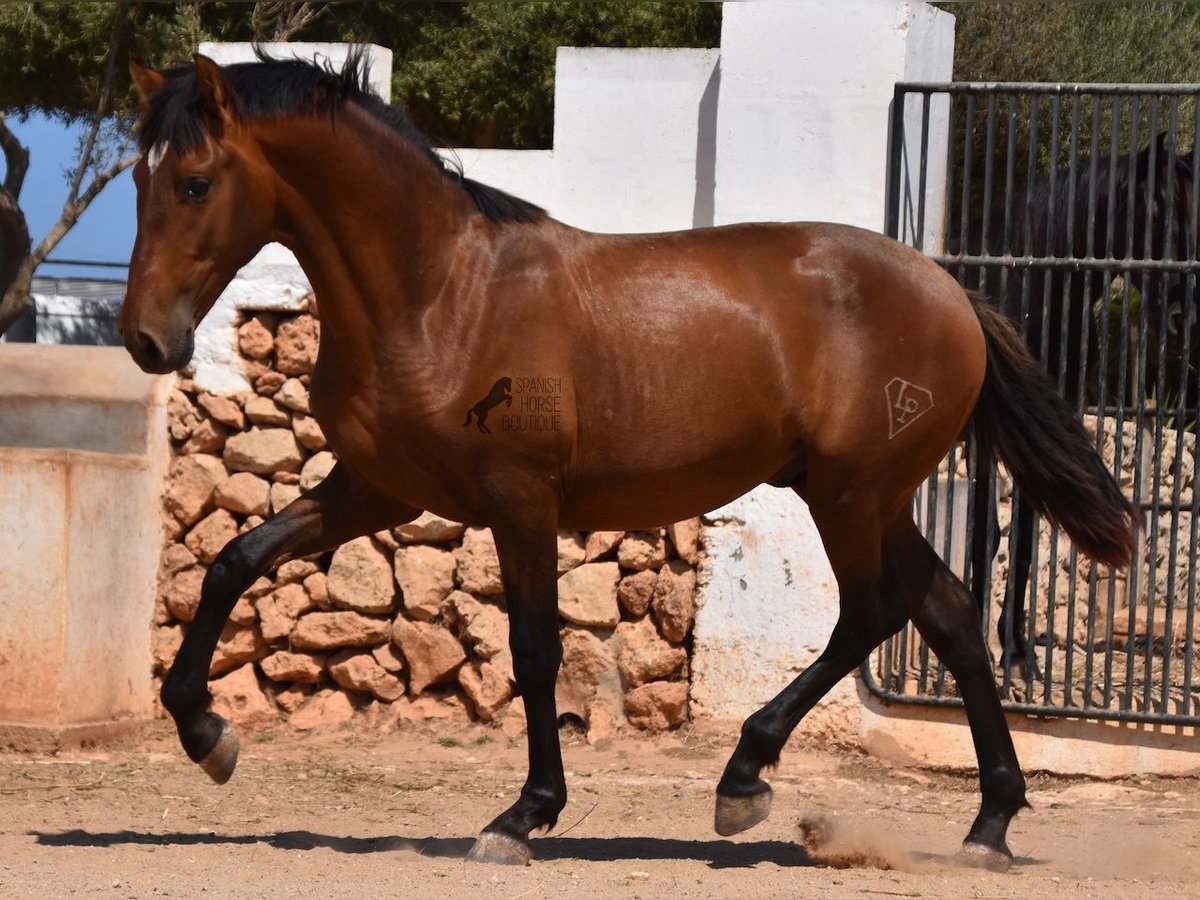 PRE Hengst 1 Jaar 166 cm Bruin in Menorca