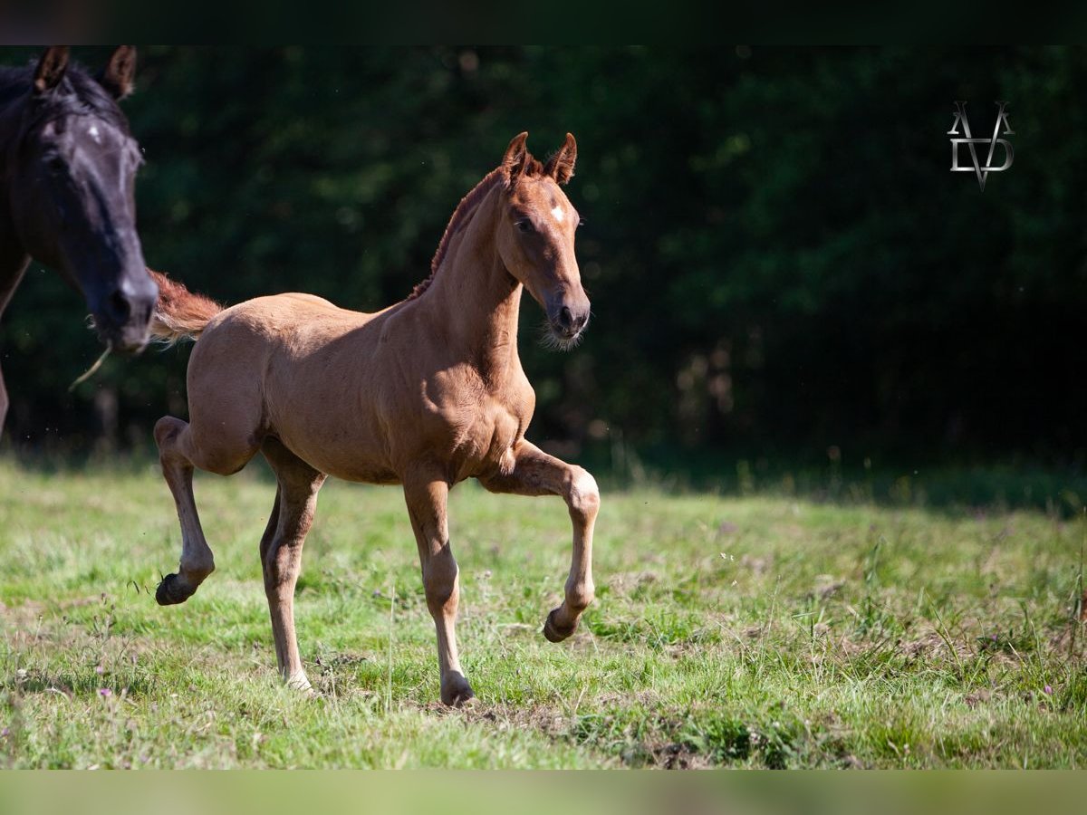 PRE Mix Hengst 1 Jaar 168 cm Vos in Valorbiquet