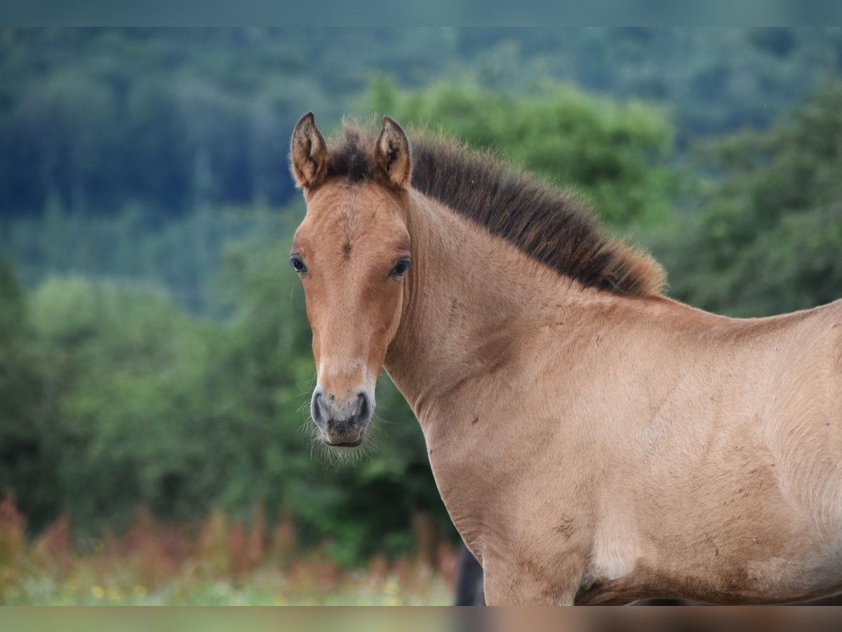 PRE Hengst 1 Jaar Bruin in Dochamps