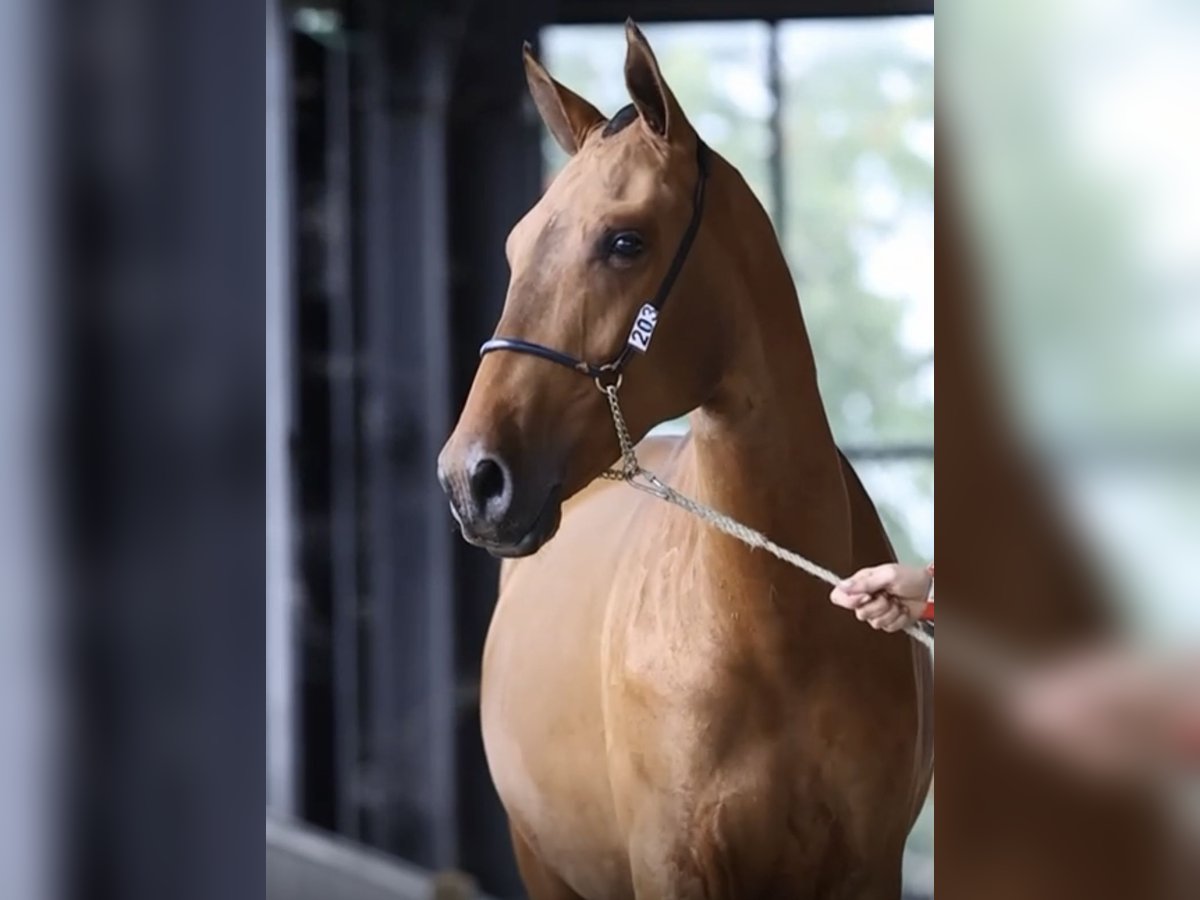 PRE Mix Hengst 1 Jaar Bruin in Verlinghem