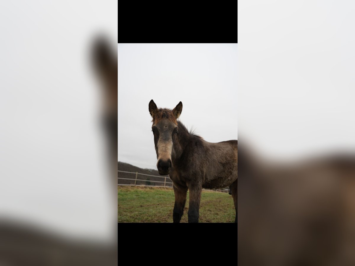 PRE Hengst 1 Jaar Falbe in Bad Sobernheim