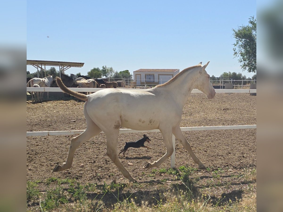 PRE Hengst 1 Jaar in Torralba De Calatrava