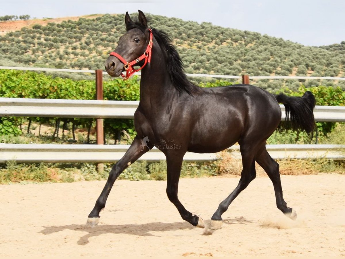 PRE Mix Hengst 1 Jahr 146 cm Rappe in Provinz Cordoba