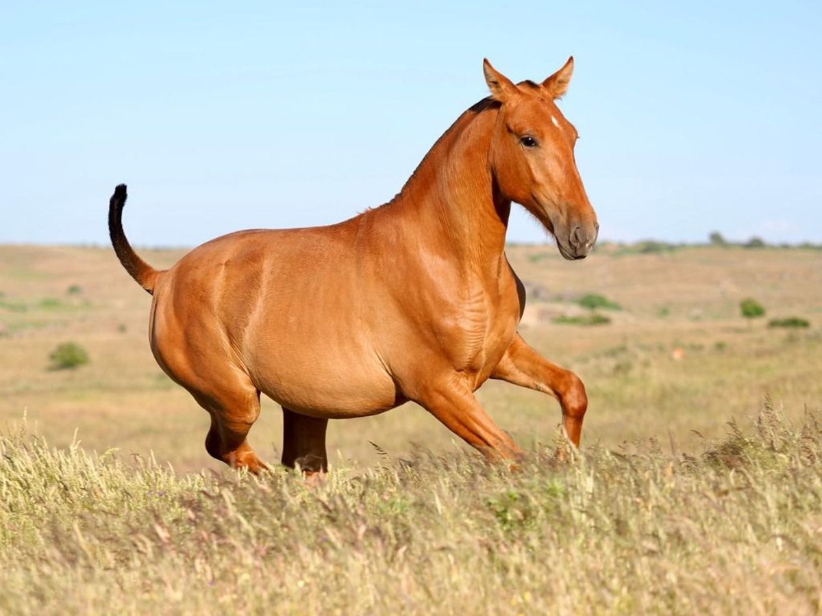 PRE Mix Hengst 1 Jahr 148 cm Fuchs in Navas Del Madro&#xF1;o